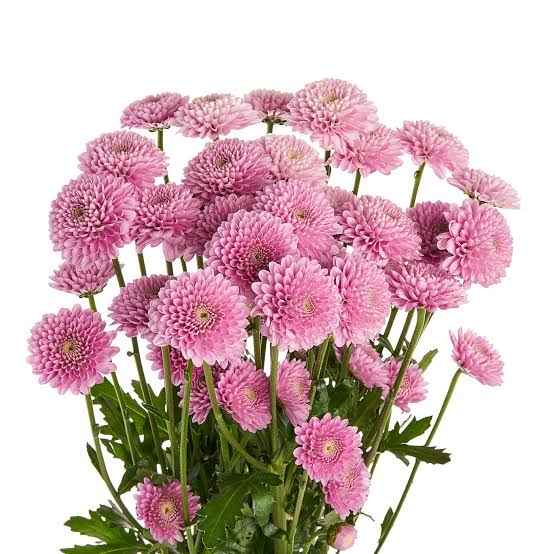 Lavender Button Pomp Mum Flower
