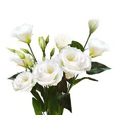 White Lisianthus Flower