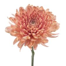 Peach Cremon Mum Flower