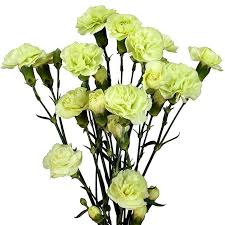 Green Mini Carnation Flower