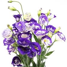 Purple Edge Lisianthus Flower