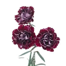 Minerva Carnation Flower