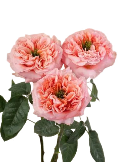 Coral Mandarin Expression Garden Rose