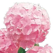 Pink Hydrangea Flower