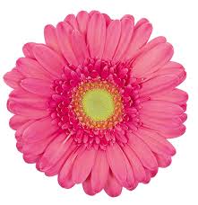 Pink Mini Gerbera Daisy Flower