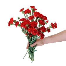 Red Mini Carnation Flower
