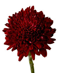 Burgundy Cremon Mum Flower