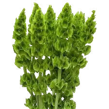 Bells of Ireland Flower