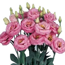Pink Lisianthus Flower