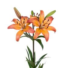 LA Royal Sunset Lily Flower