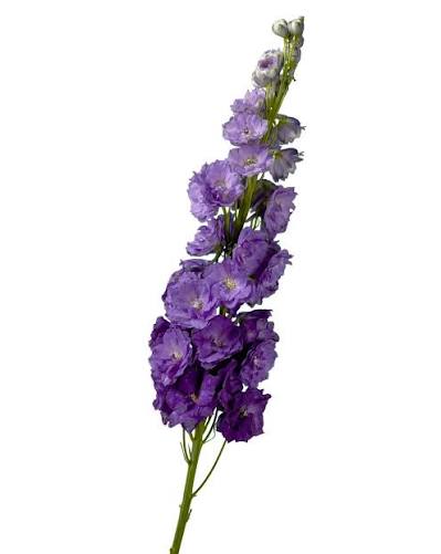 Hybrid Purple Delphinium Flower