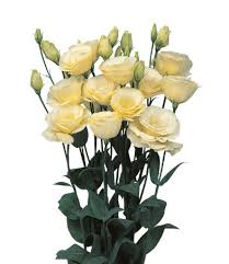 Yellow Lisianthus Flower
