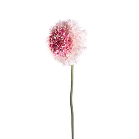 Pink Scabiosa Flower