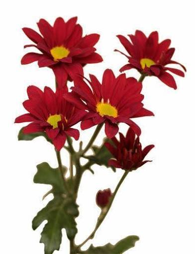 Burgundy Daisy Pomp Mum Flower