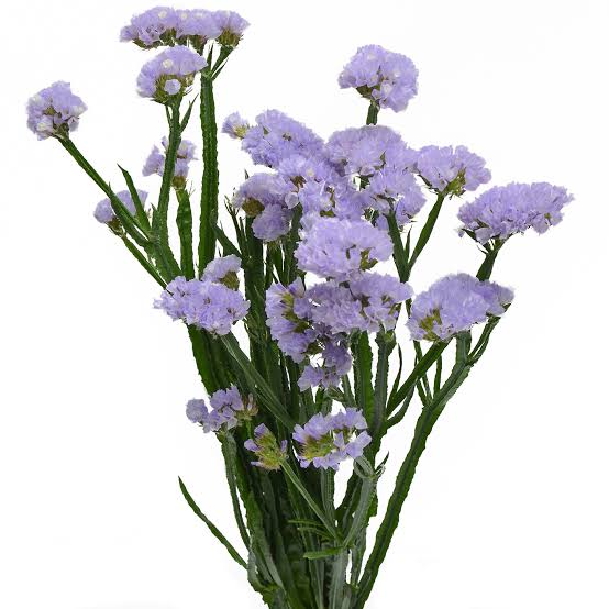 Lavender Statice Filler Flower