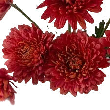 Rust Cremon Mum Flower