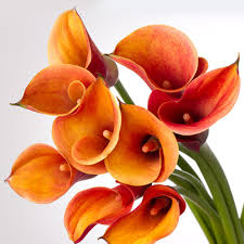 Orange Mini Calla Flower