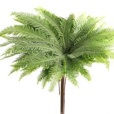 Umbrella Fern Greenery
