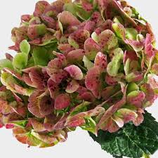 Burgundy/Green Antique Hydrangea Flower