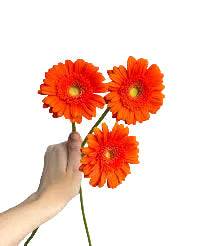 Orange Mini Gerbera Daisy Flower
