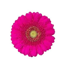 Hot Pink Mini Gerbera Daisy Flower
