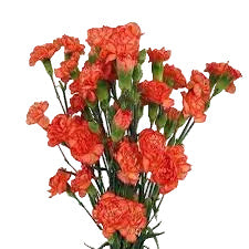 Orange Mini Carnation Flower