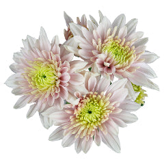 Blush Cushion Pomp Mum Flower
