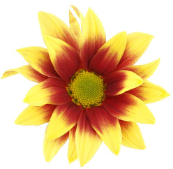 Yellow/Burgundy Daisy Pomp Mum Flower