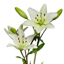LA White Lily Flower