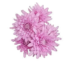 Medium Pink Cushion Pomp Mum Flower