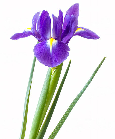 Purple Iris Flower