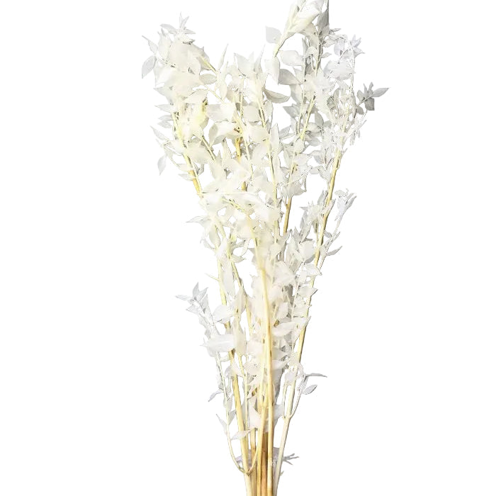 Bleached Italian Ruscus Greenery