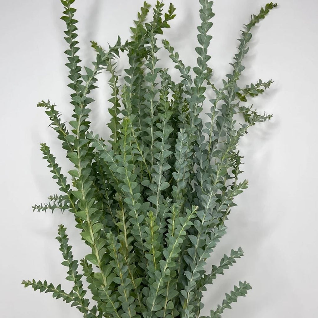 Knife Blade Greenery