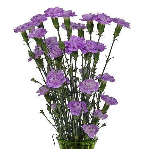 Lavender Mini Carnation Flower