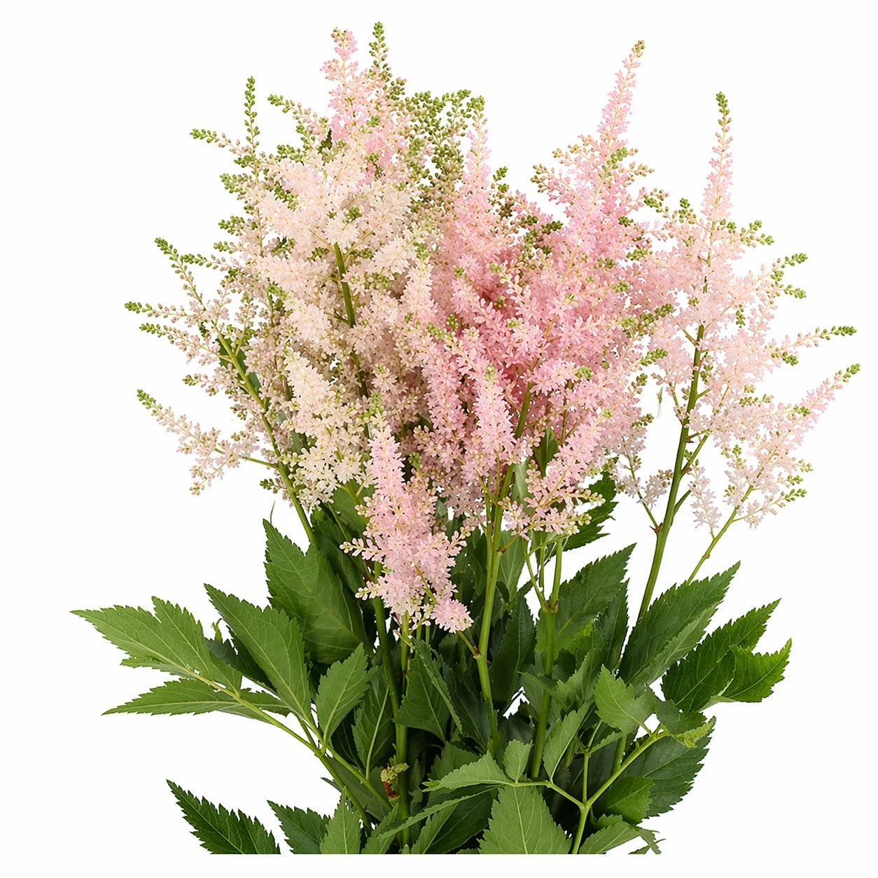 Light Pink Astilbe Flower