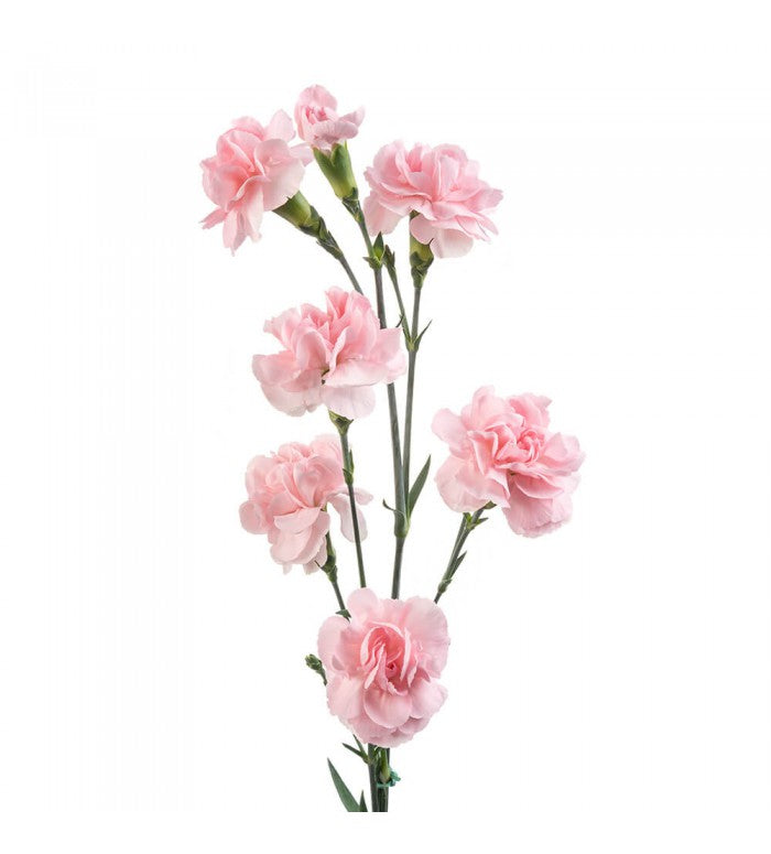 MINI CARNATION - BLUSH