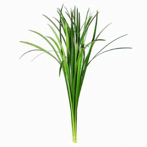 Lily Grass Greenery