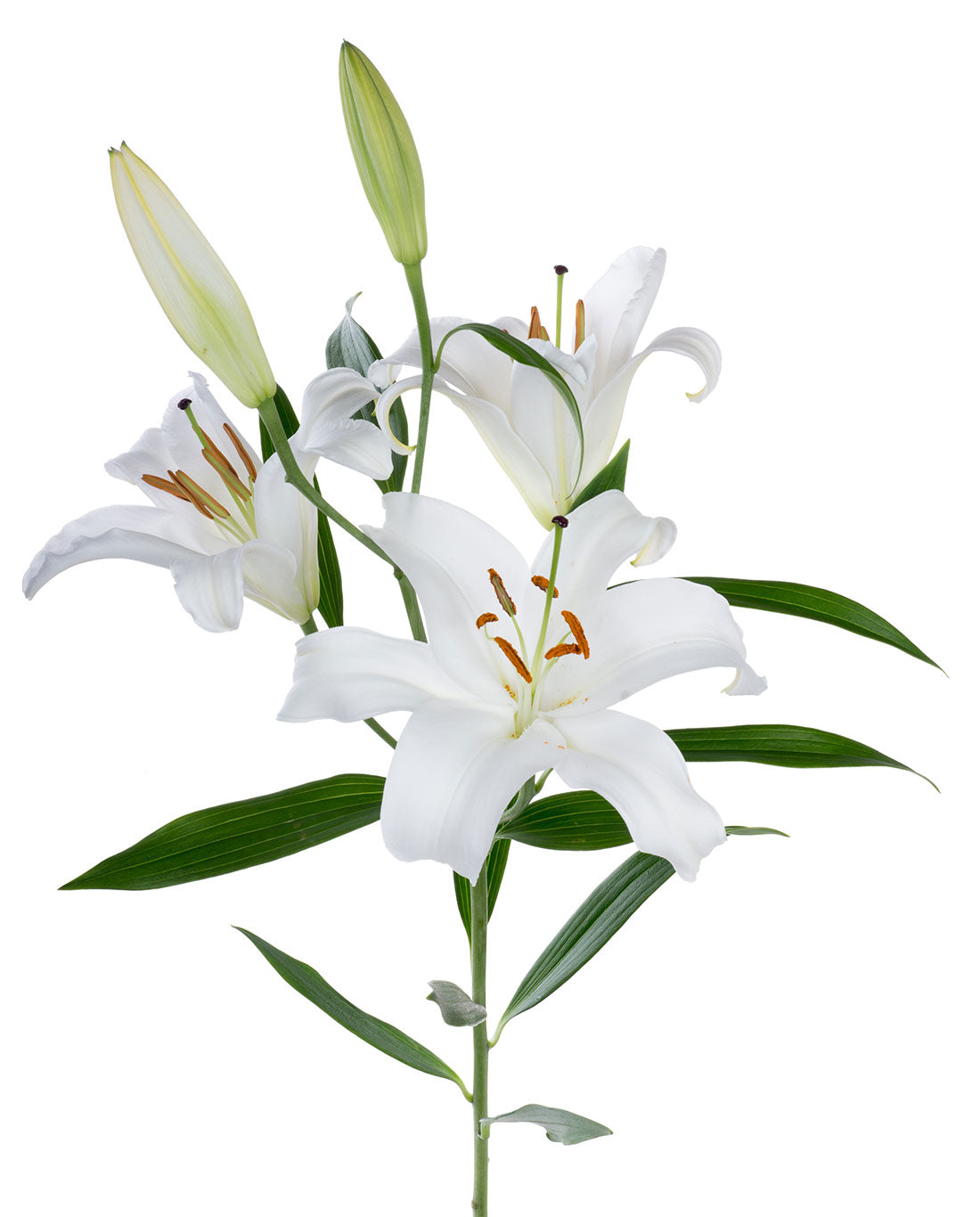 Oriental White Lily Flower