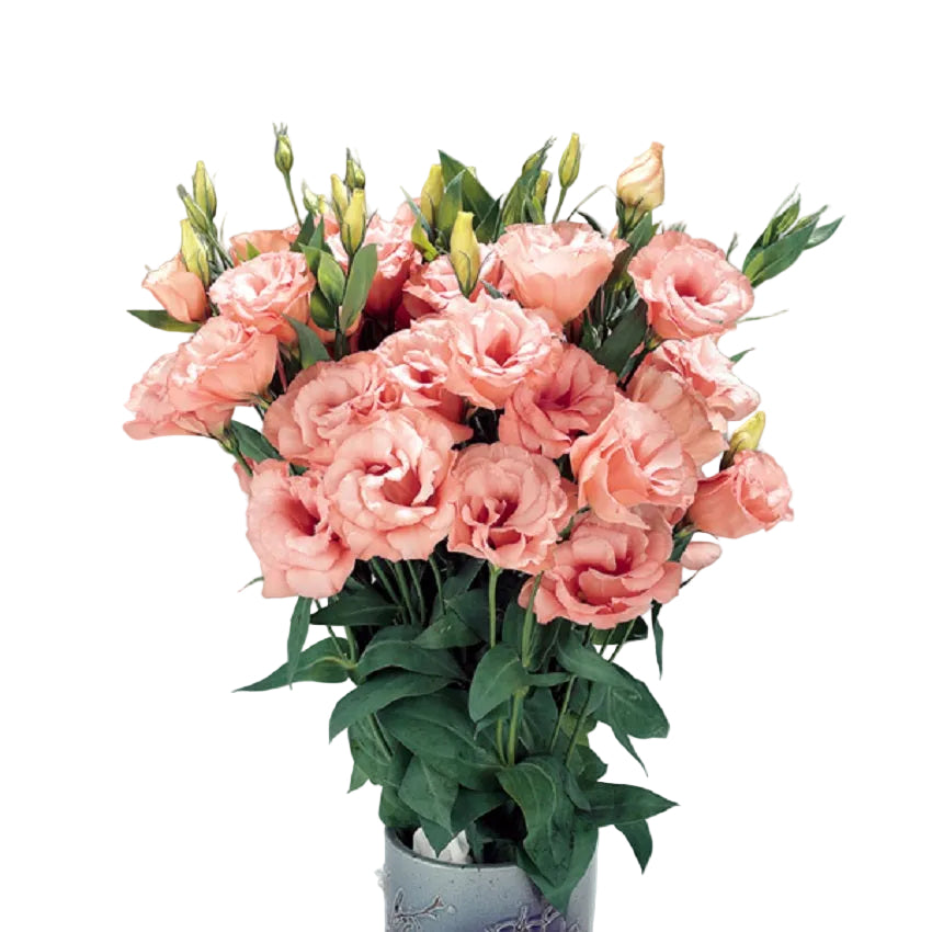Apricot Lisianthus Flower