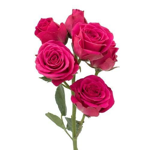 SPRAY ROSE - HOT PINK