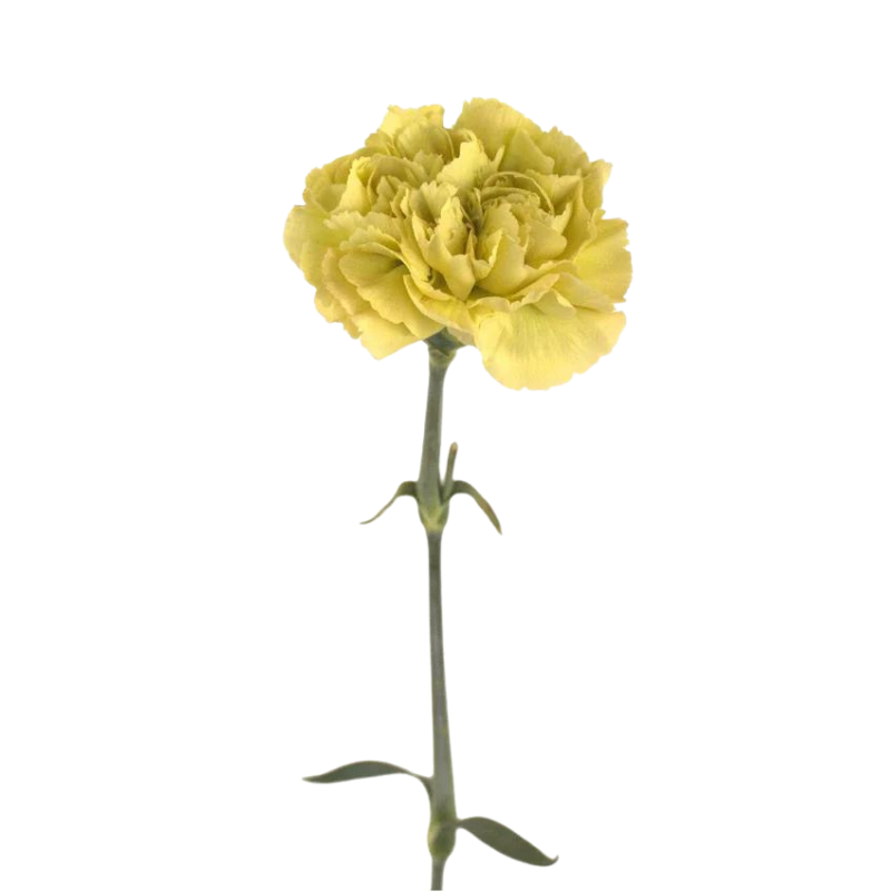 Golden Yellow Carnation Flower