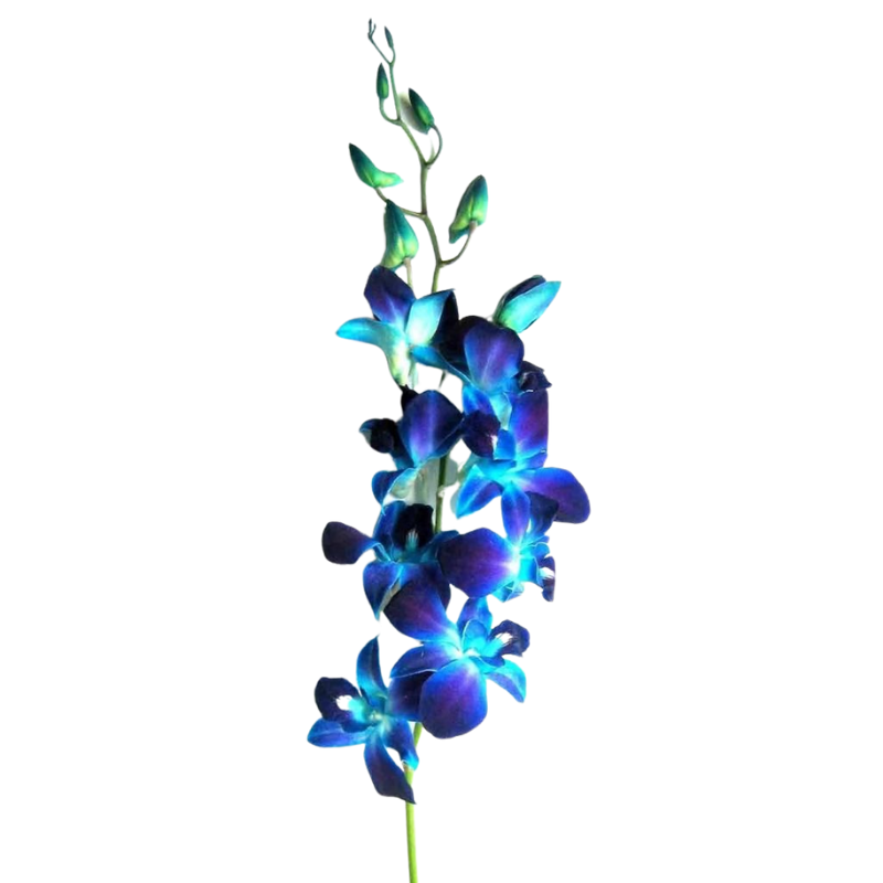 Blue Bom Dendrobium Orchid Flower