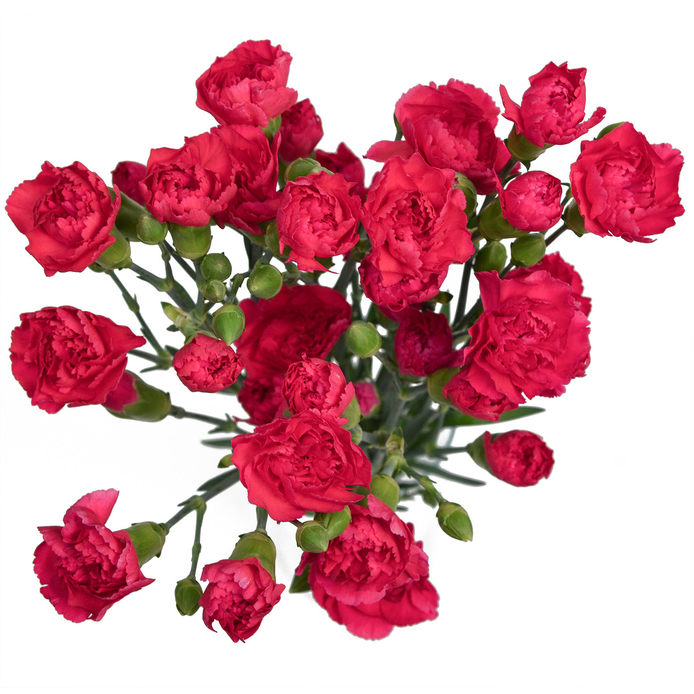 Hot Pink Mini Carnation Flower