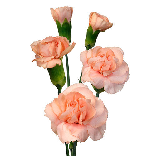 Peach Mini Carnation Flower