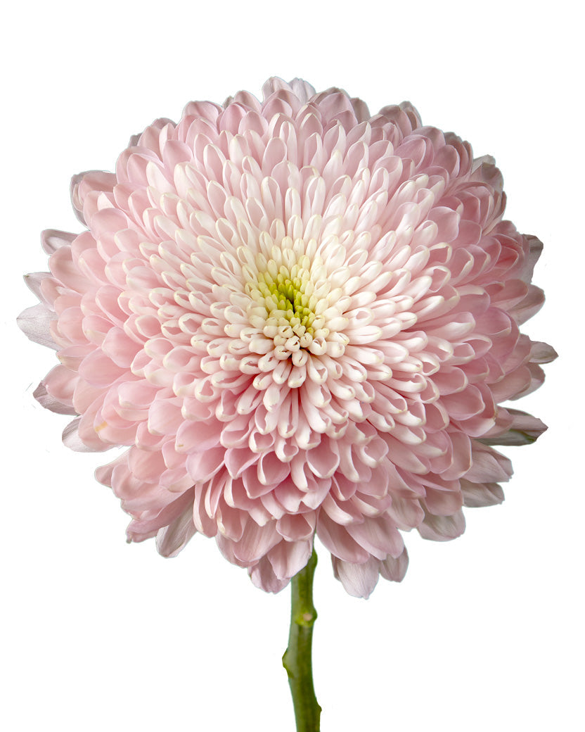 Pink Cremon Mum Flower