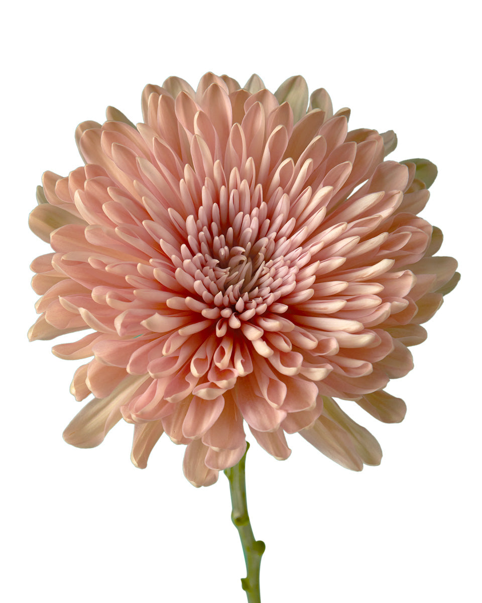 Linette Cremon Mum Flower