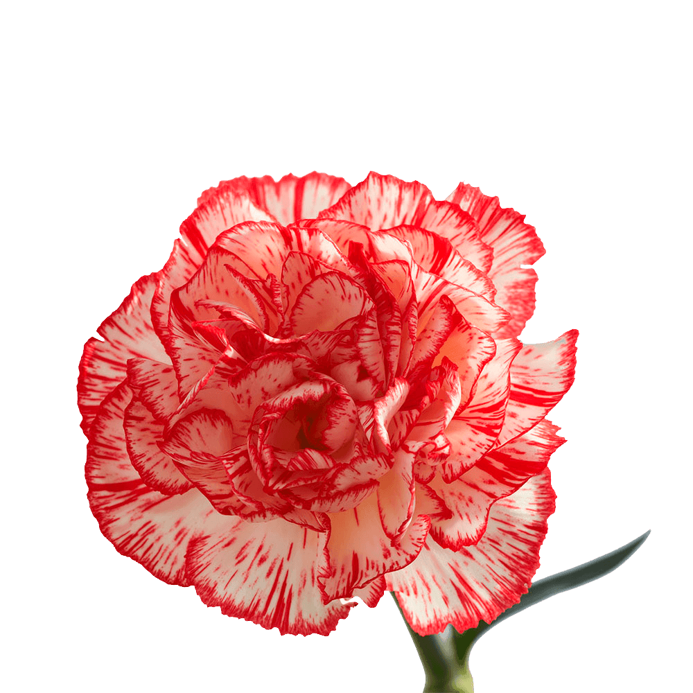 Peppermint Carnation Flower