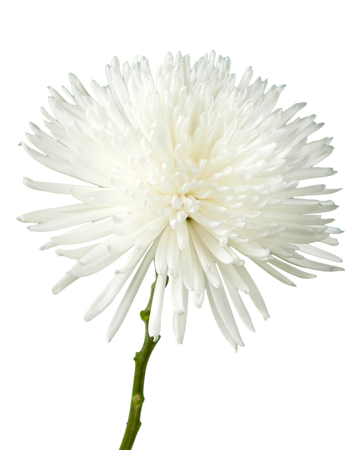 White Spider Mum Flower