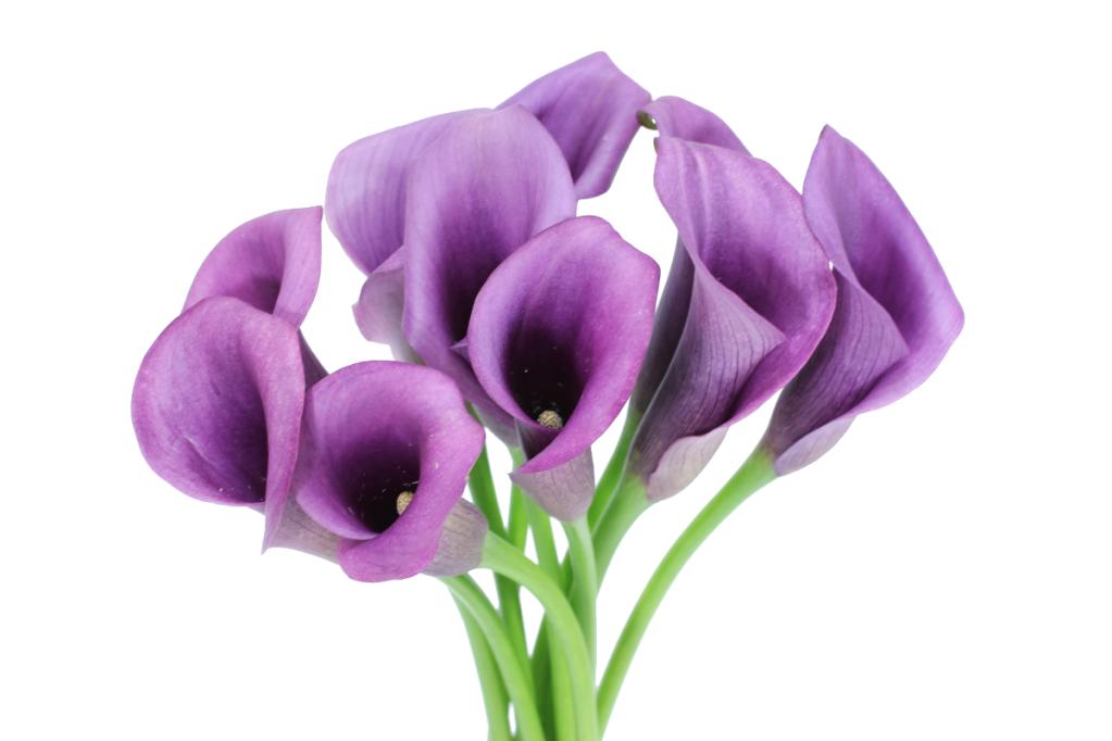 Lavender Mini Calla Flower