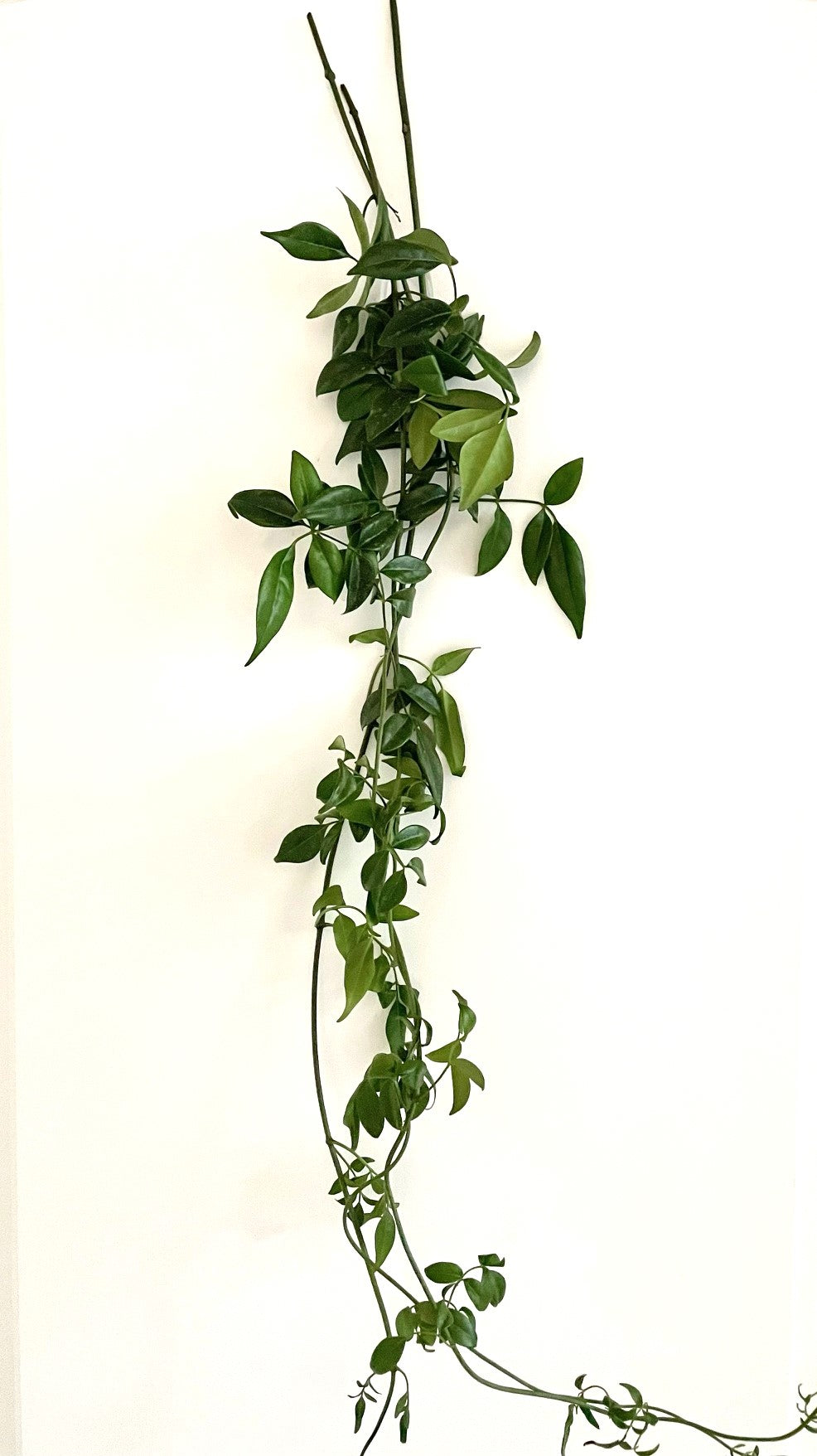 Pandora Vine Greenery